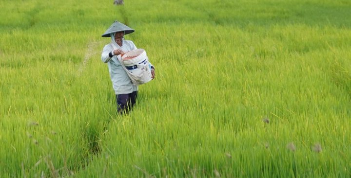 Rice Supply Under Pressure: When Price Controls Meet Rising Costs